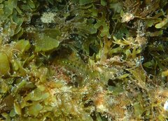 Parablennius incognitus