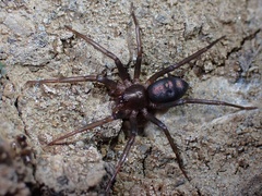 Sagana rutilans