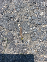 Proserpinus proserpina