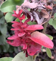 Exobasidium vaccinii