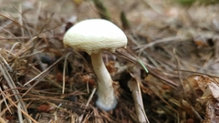 Pholiota lenta