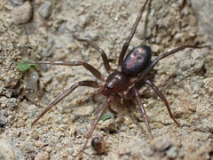 Sagana rutilans