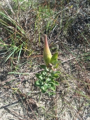 Asclepias obovata