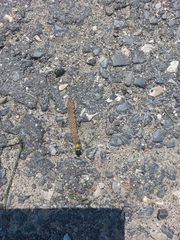 Proserpinus proserpina