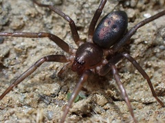 Sagana rutilans