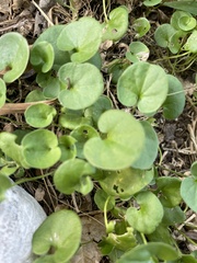 Dichondra repens