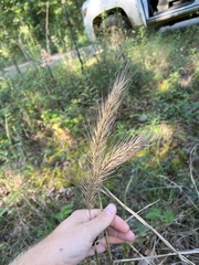 Elymus glabriflorus