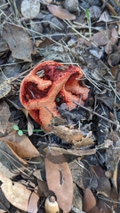 Clathrus ruber
