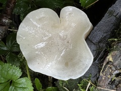 Clitocybe truncicola