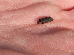 Sphenophorus