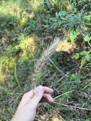 Elymus glabriflorus