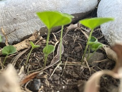 Dichondra repens