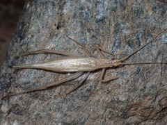 Oecanthus pellucens