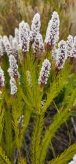 Spatalla mollis