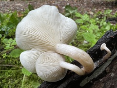 Clitocybe truncicola