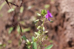 Desmodiastrum belgaumense