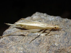 Oecanthus pellucens