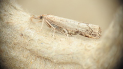 Neodactria luteolellus