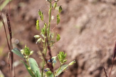 Desmodiastrum belgaumense