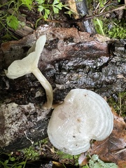 Clitocybe truncicola