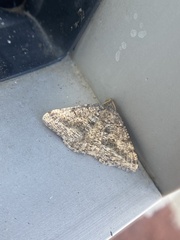 Frederickia s-signata