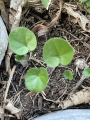 Dichondra repens