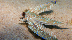 Dactylopterus volitans