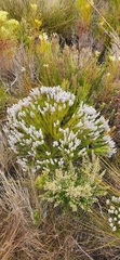 Spatalla mollis