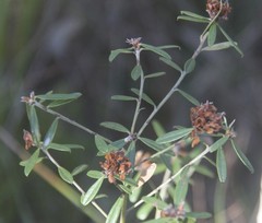 Pultenaea myrtoides