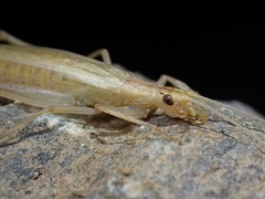 Oecanthus pellucens