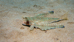Dactylopterus volitans