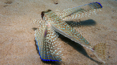 Dactylopterus volitans