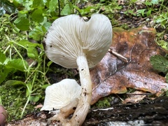 Clitocybe truncicola
