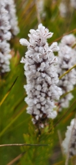 Spatalla mollis