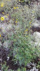 Helianthus porteri