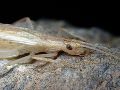 Oecanthus pellucens