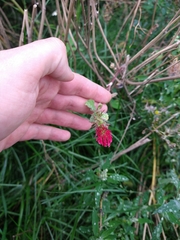 Trifolium incarnatum
