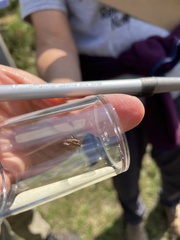 Sciomyzidae