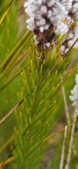 Spatalla mollis