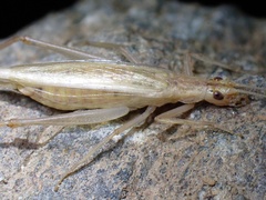 Oecanthus pellucens