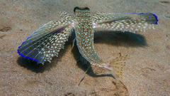Dactylopterus volitans