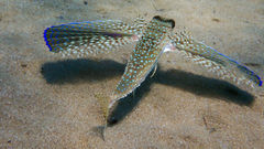 Dactylopterus volitans