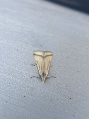 Microtheoris vibicalis