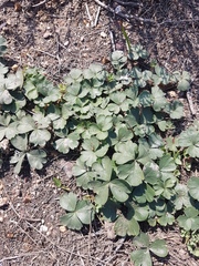 Pelargonium ternifolium