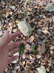 Passiflora tenuiloba