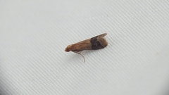 Eulogia ochrifrontella