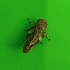Aphrophora
