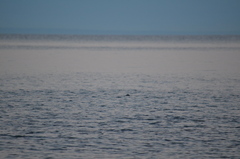 Phoca vitulina richardii