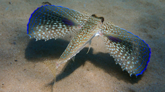 Dactylopterus volitans