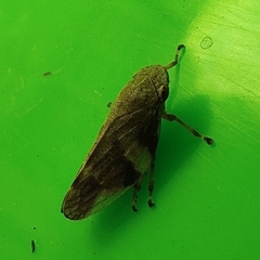 Aphrophora